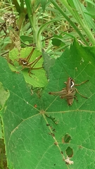 Eupholidoptera smyrnensis