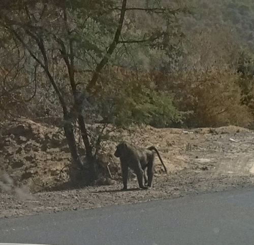 Hamadryas Baboon