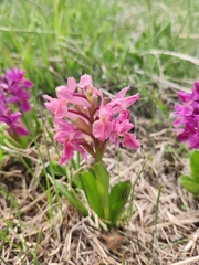 Dactylorhiza