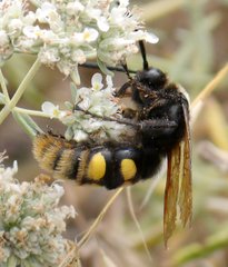 Megascolia maculata maculata