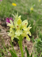 Dactylorhiza sambucina