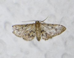 Idaea pervertipennis