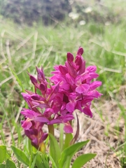 Dactylorhiza sambucina