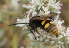 Megascolia maculata maculata