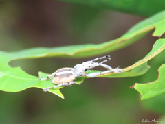 Naupactus glaucus