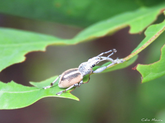 Naupactus glaucus