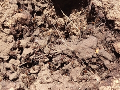 Liometopum apiculatum