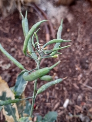 Brassica