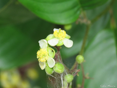 Dilleniaceae