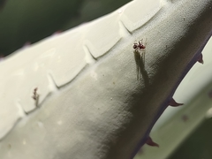 Liometopum apiculatum