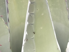 Liometopum apiculatum