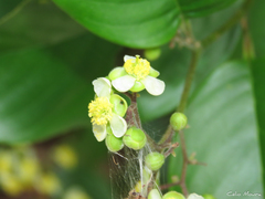 Dilleniaceae