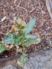 Brassica