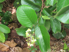 Dilleniaceae