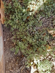 Polycarpon tetraphyllum