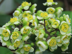 Dilleniaceae