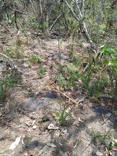 Image of Manfreda variegata by (c) Jordi Martínez Martínez, some rights reserved (CC BY)