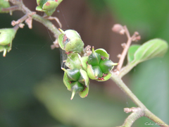 Dilleniaceae