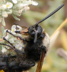 Megascolia maculata maculata
