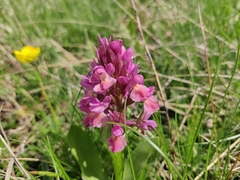 Dactylorhiza sambucina
