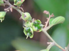 Dilleniaceae