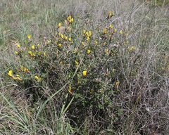 Chamaecytisus spinescens