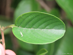 Dilleniaceae