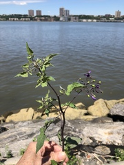 Solanum dulcamara