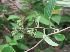Dilleniaceae