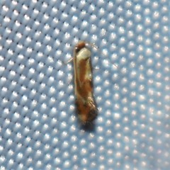 Philonome clemensella