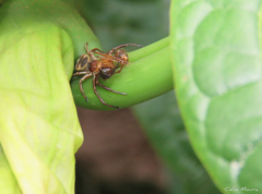 Strophius albofasciatus