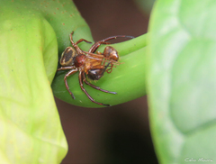 Strophius albofasciatus