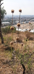Leonotis nepetifolia