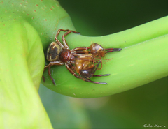 Strophius albofasciatus