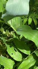 Polygonatum multiflorum