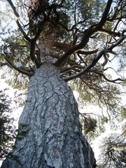 Pinus nigra salzmannii