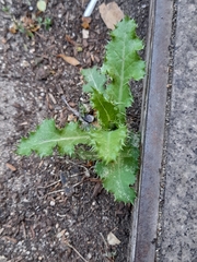 Sonchus