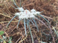 Exoacantha heterophylla