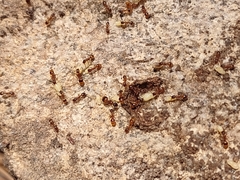 Temnothorax rugatulus