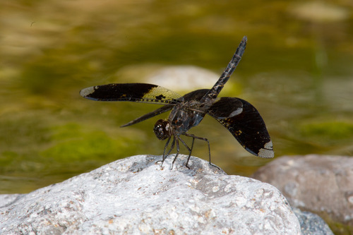 Filigree Skimmer