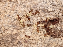 Temnothorax rugatulus