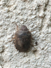 Eurygaster integriceps