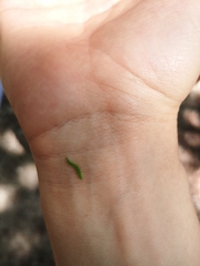 Tortrix viridana