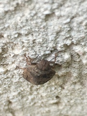 Eurygaster integriceps