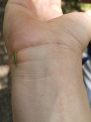 Tortrix viridana