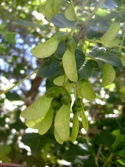 Acer monspessulanum