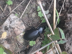 Carabus saulcyi