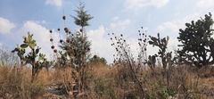 Leonotis nepetifolia
