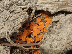 Byssonectria fusispora