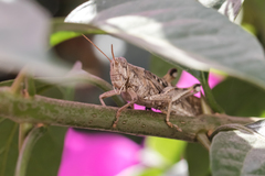 Schistocerca interrita